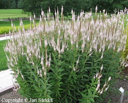 Veronica virginica 'Rosea' virginiantadyke